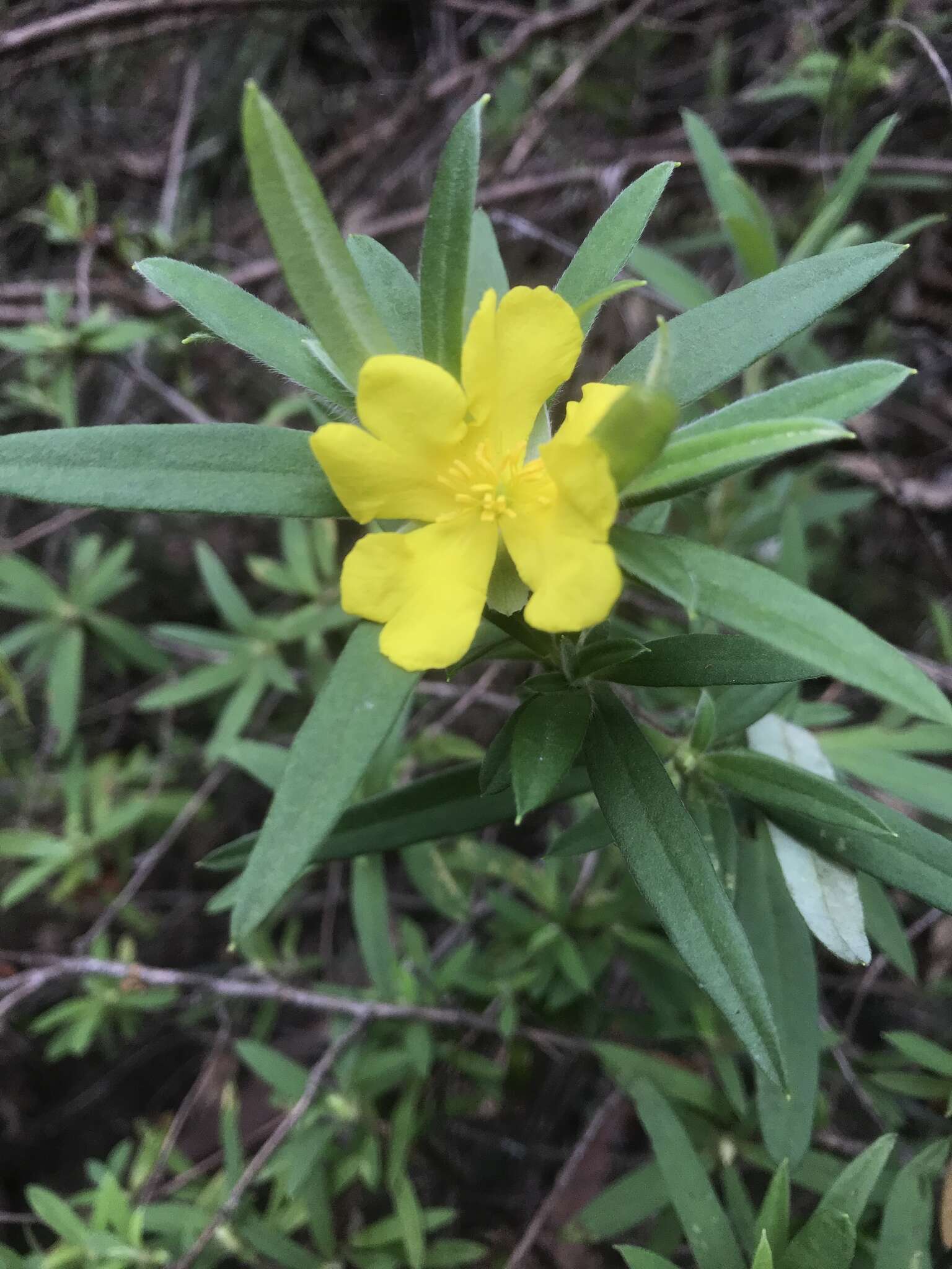 Image of Hibbertia saligna R. Br. ex DC.