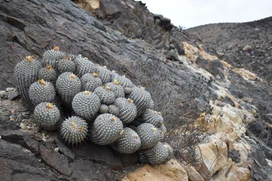 Image of Copiapoa dealbata F. Ritter