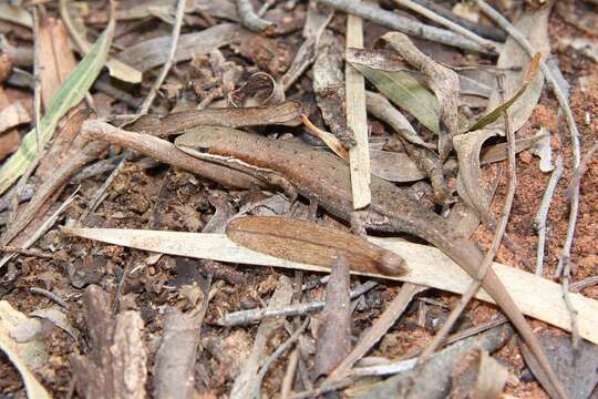 Image of Red-sided Rainbow-skink