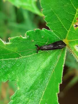 Image of Mystacides azureus (Linnaeus 1761)