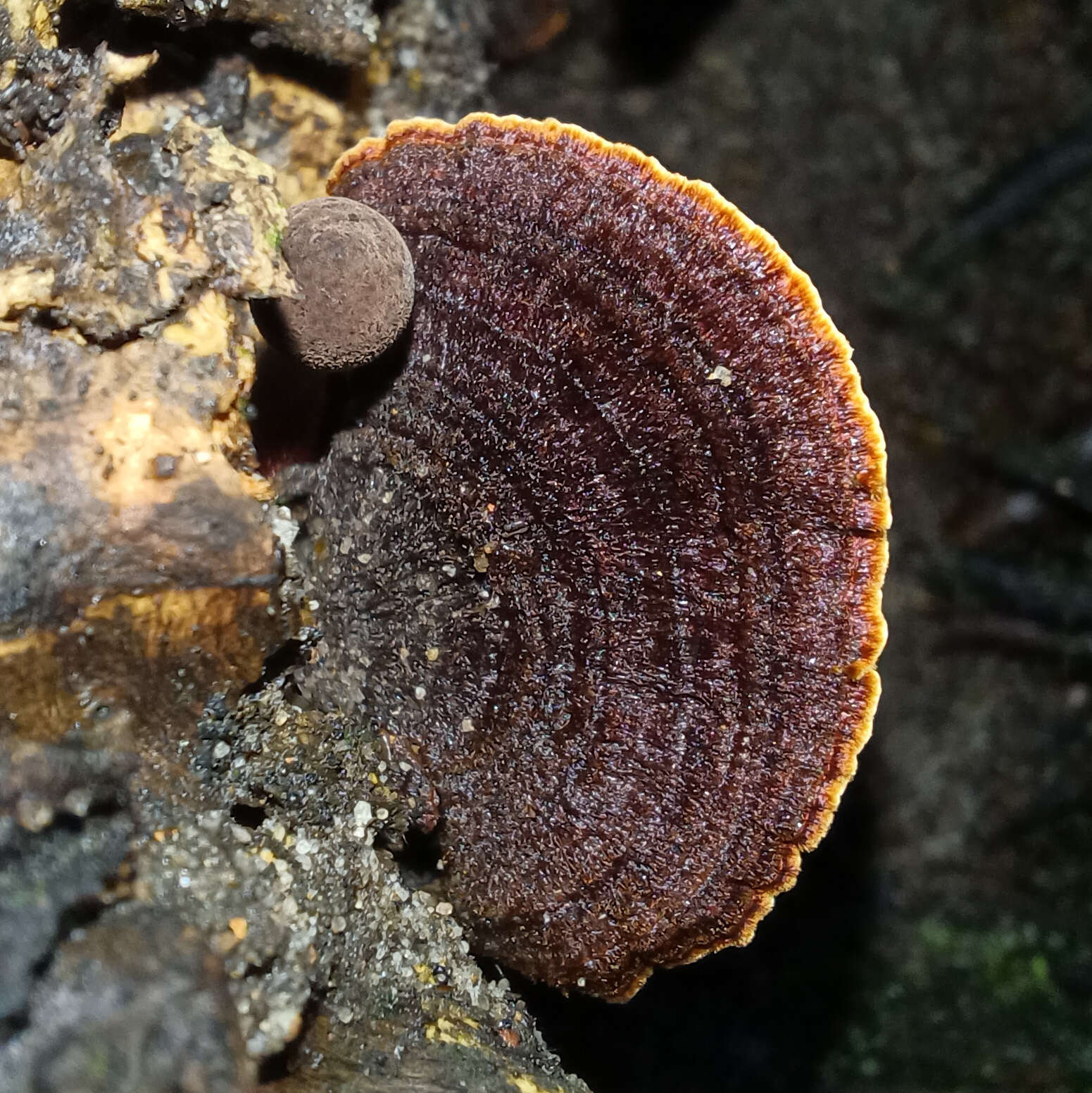 Image of Hymenochaete setipora (Berk.) S. H. He & Y. C. Dai 2012