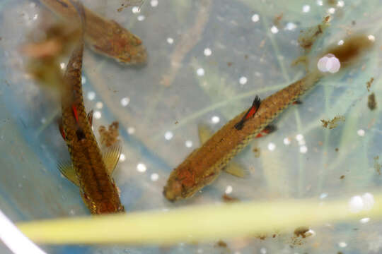 Image of East African redfinned barb