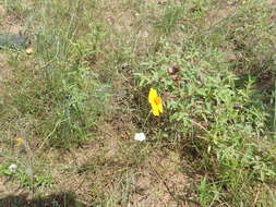 Image de Thelesperma flavodiscum (Shinners) B. L. Turner