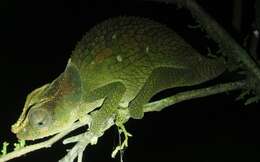 Image of Yellow-green Chameleon