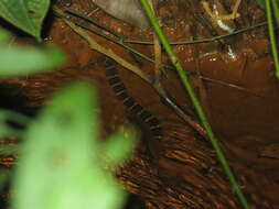 Image of Masked Water Snake