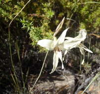 Imagem de Gladiolus leptosiphon F. Bolus