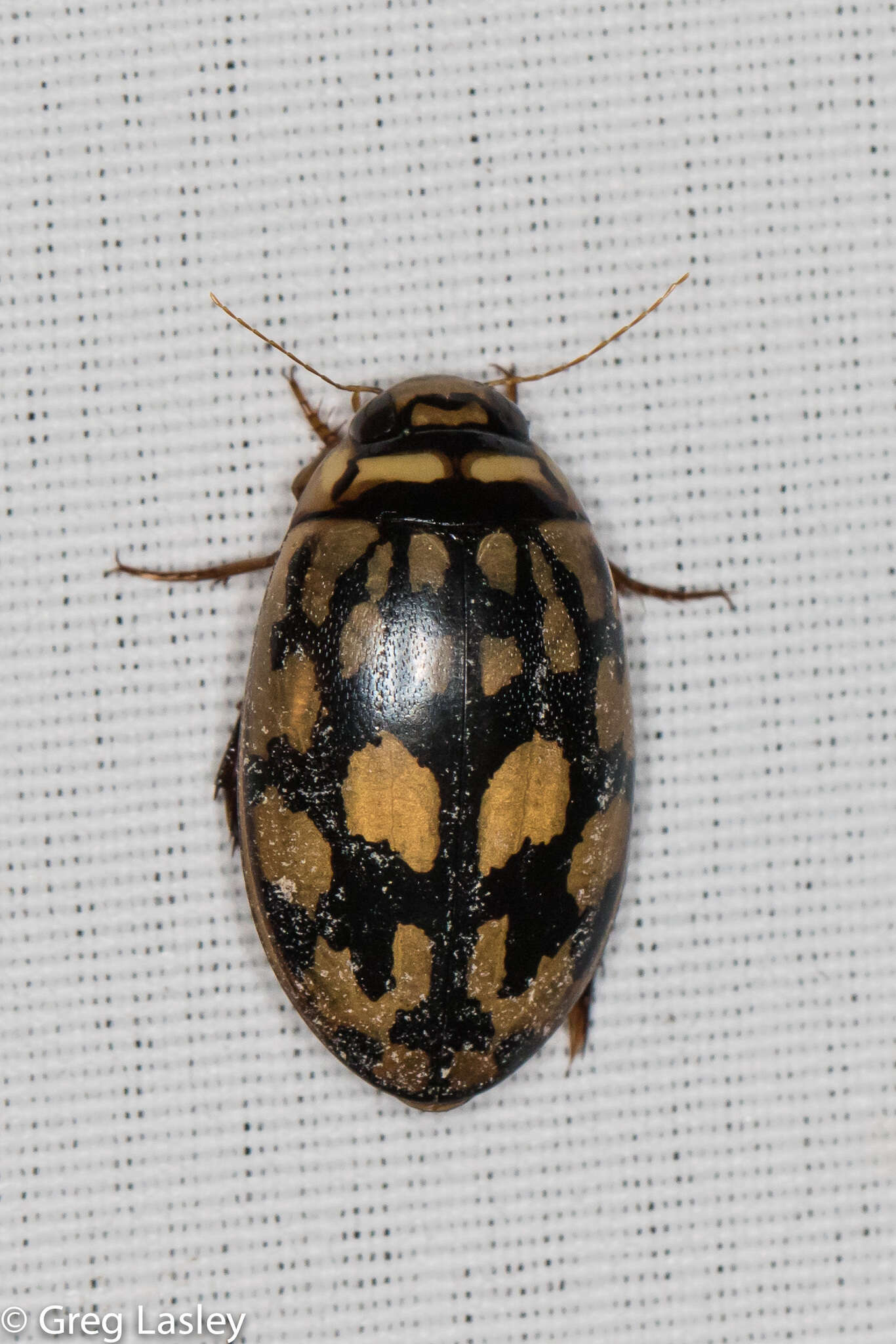 Image of Sunburst Diving Beetle