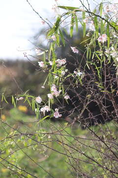 Image of Rosy Milkweed Vine