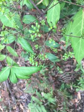 Image of Polyscias sambucifolia (Sieber ex DC.) Harms