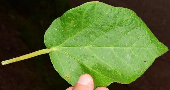 Image of Croton suberosus Kunth