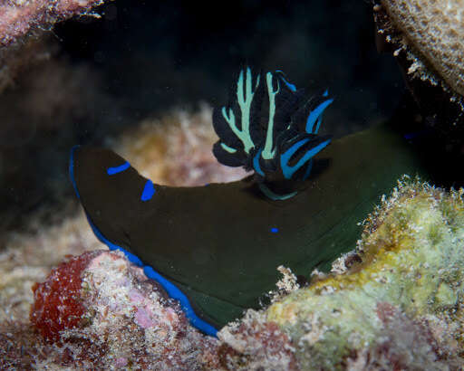 Image of Morose black and blue slug