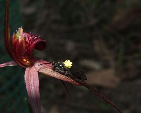 Image of Caladenia clavescens (D. L. Jones) G. N. Backh.