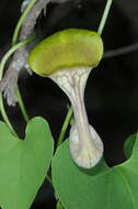 Image de Aristolochia argentina Griseb.