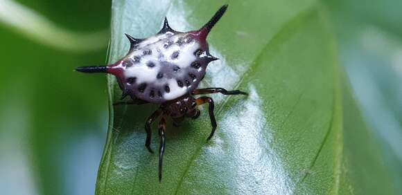 Image of Gasteracantha sanguinea Dahl 1914