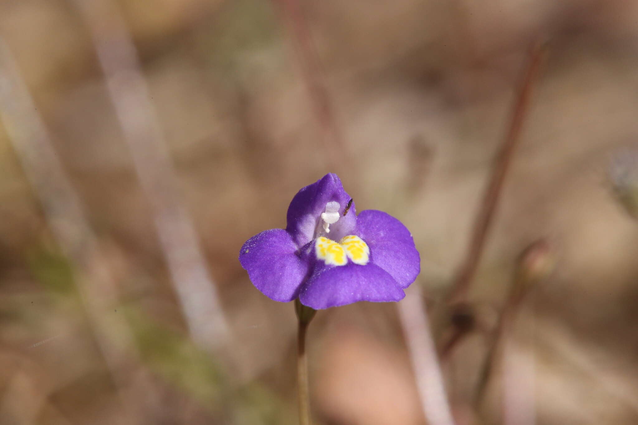 Image de Uvedalia linearis R. Br.