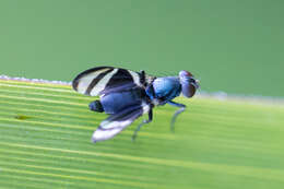 Image of Polyteloptera