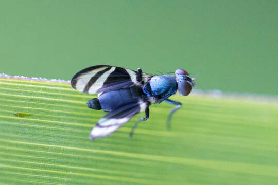 Слика од Polyteloptera