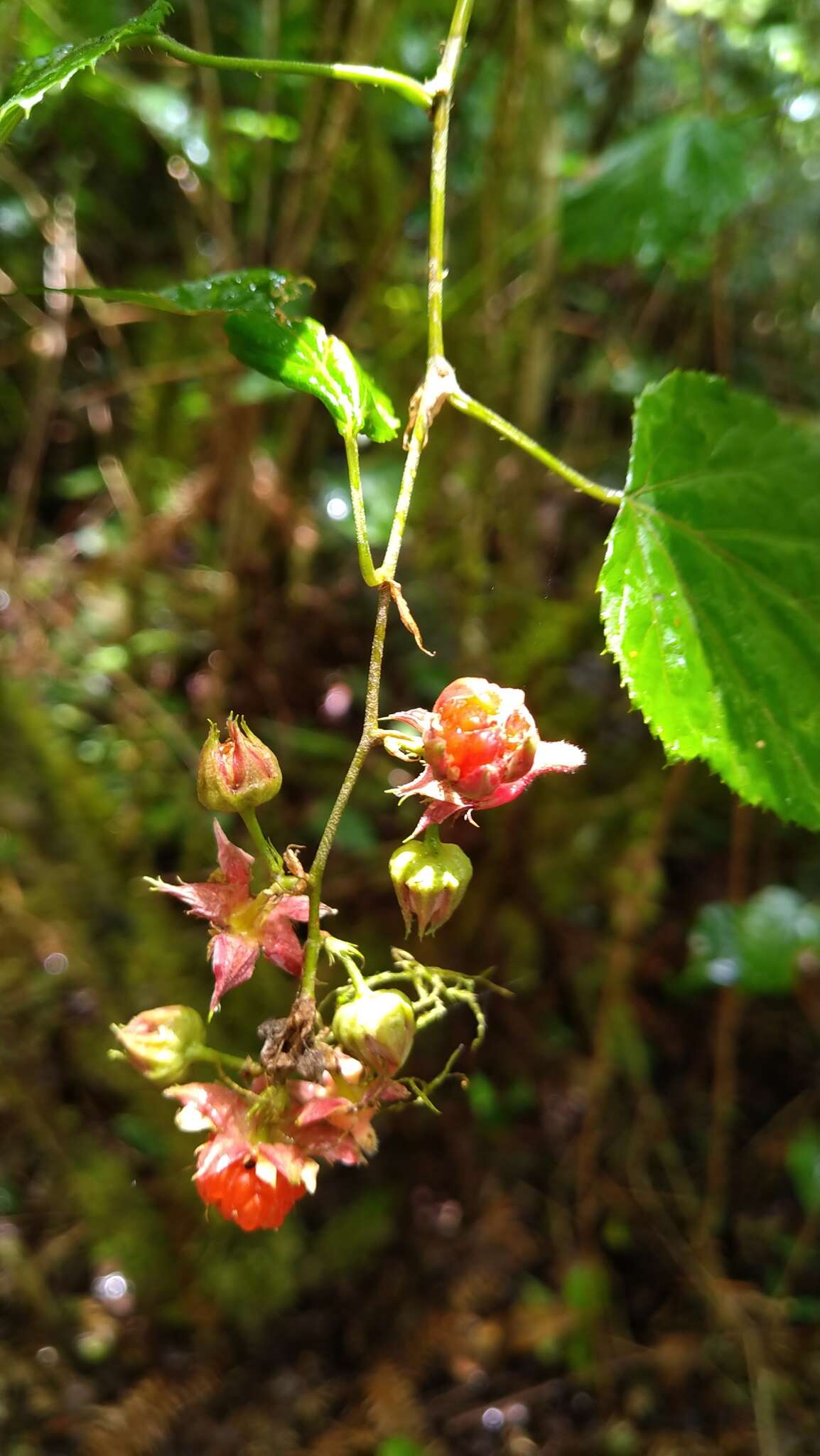 Image of Rubus lambertianus var. glandulosus Cardot