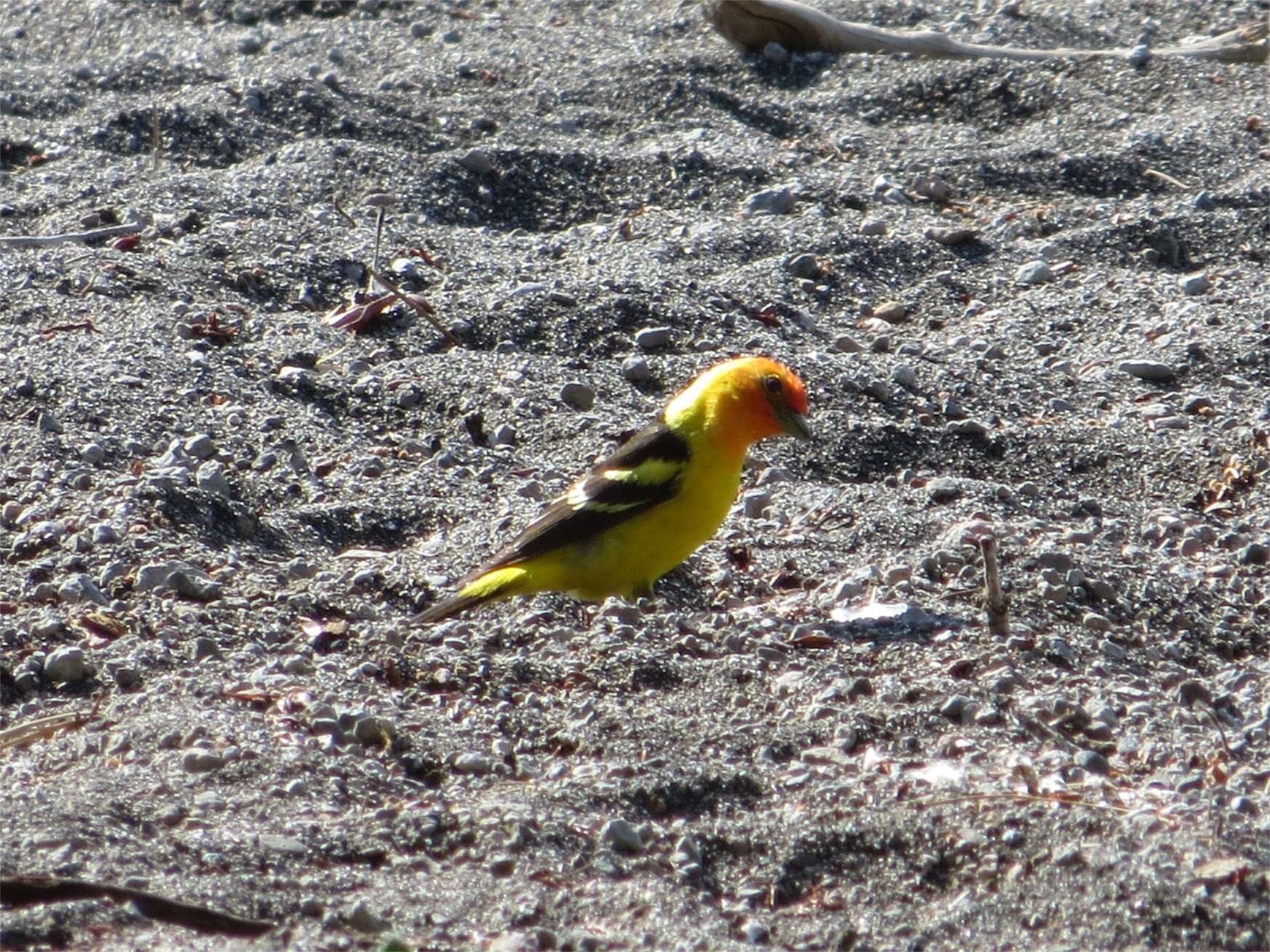 Image of Western Tanager