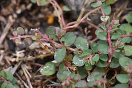 Image of Euphorbia makinoi Hayata