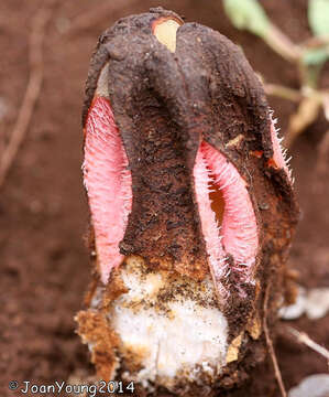 Image de Hydnora Thunberg 1775