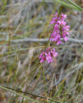 Image of Stylidium hirsutum R. Br.