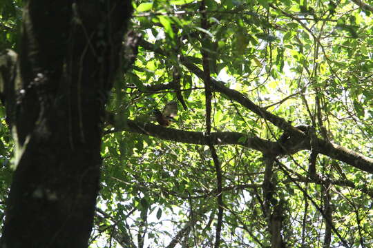 Eurylaimus javanicus javanicus Horsfield 1821 resmi