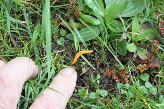 Imagem de Clavulinopsis luteoalba (Rea) Corner 1950