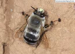 Слика од Anthophora patruelis Cockerell 1931