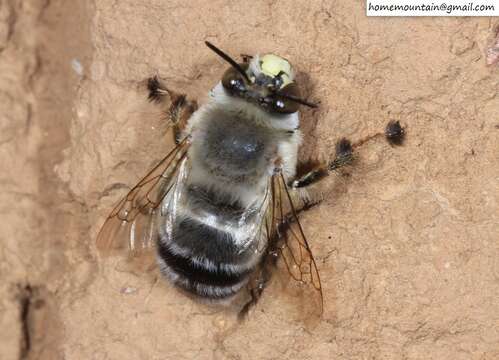 Image of Anthophora patruelis Cockerell 1931