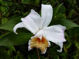 Image of Sobralia chrysostoma Dressler