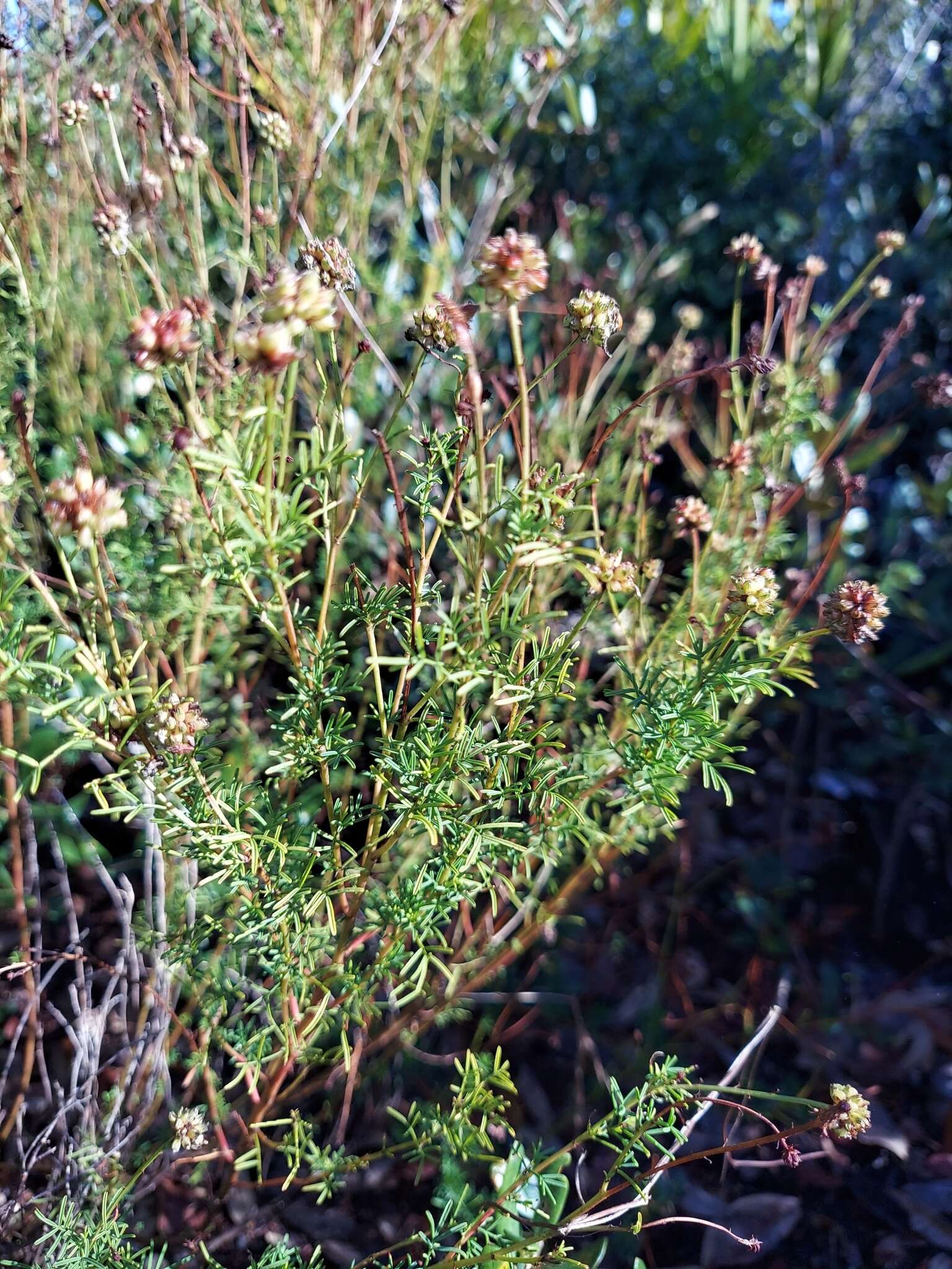 Dalea pinnata var. pinnata resmi