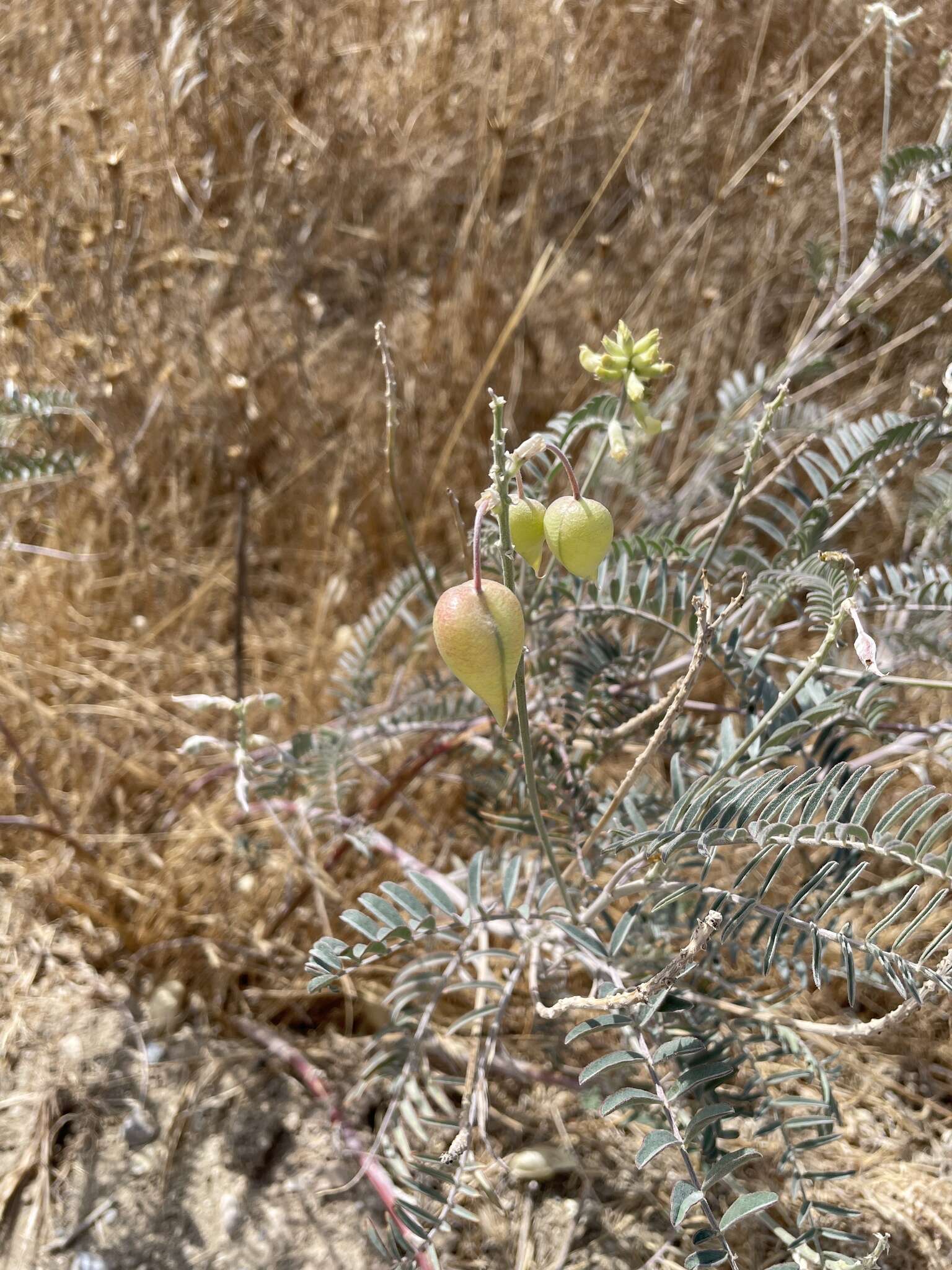 Imagem de Astragalus asymmetricus Sheldon