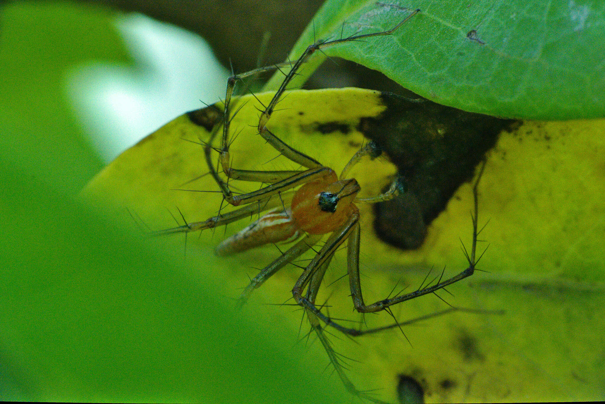 Image of Oxyopes sunandae Tikader 1970