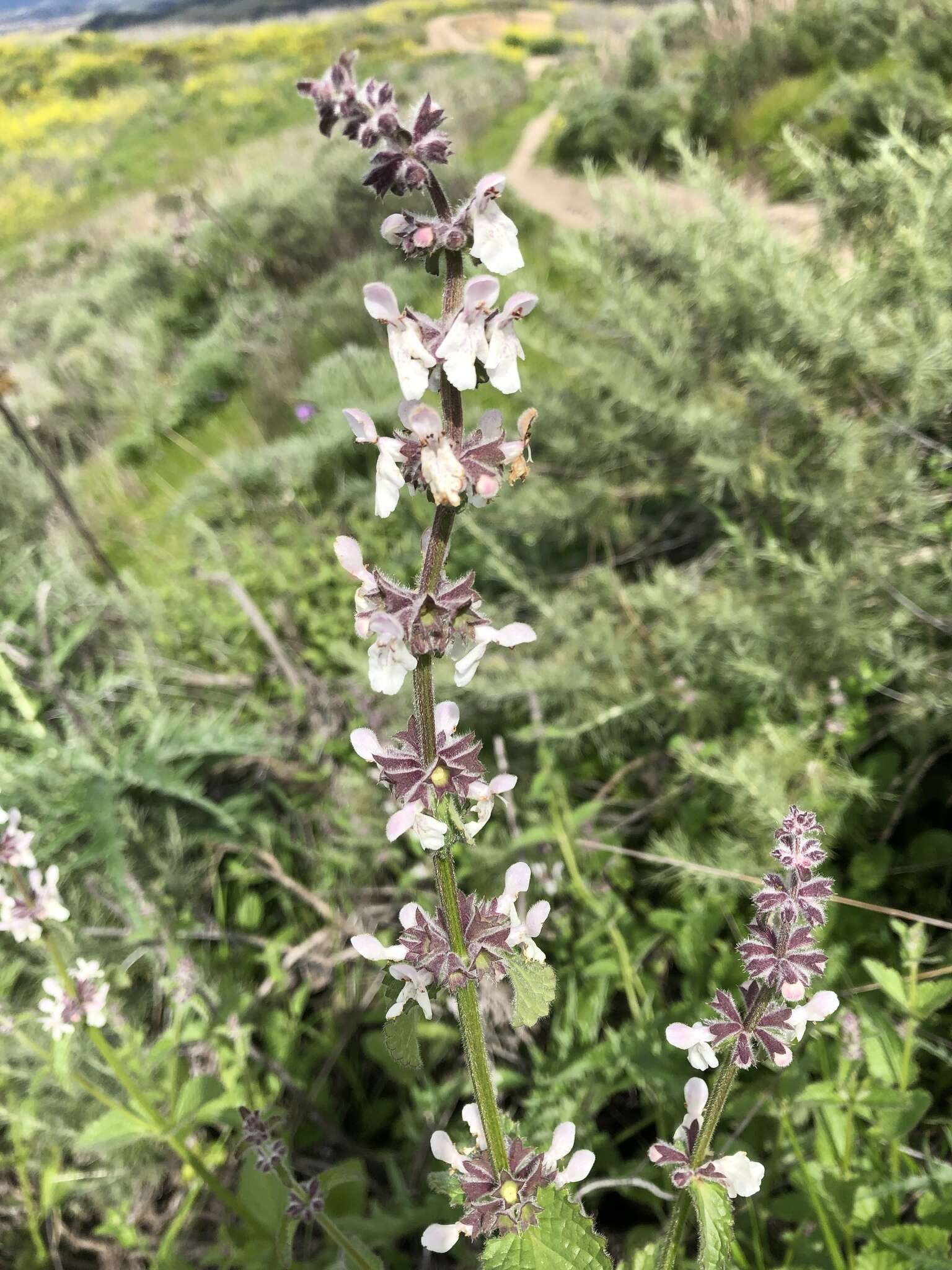 Слика од Stachys rigida subsp. quercetorum (A. Heller) Epling