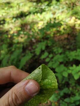 Image of dwarf marsh violet