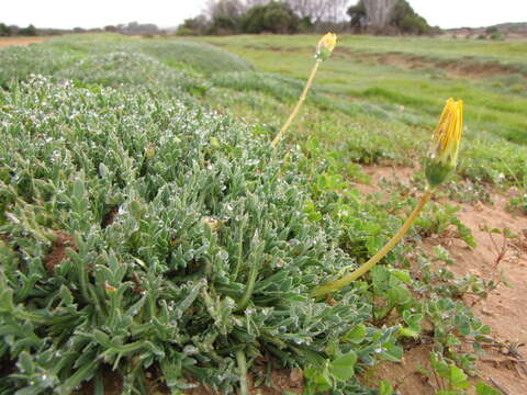 Image of Gazania othonnites (Thunb.) Less.