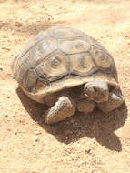 Image of desert tortoise