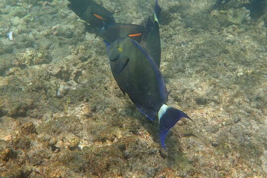 Image of Blue-banded Pualu