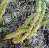 Image of Miyoshi's clubmoss