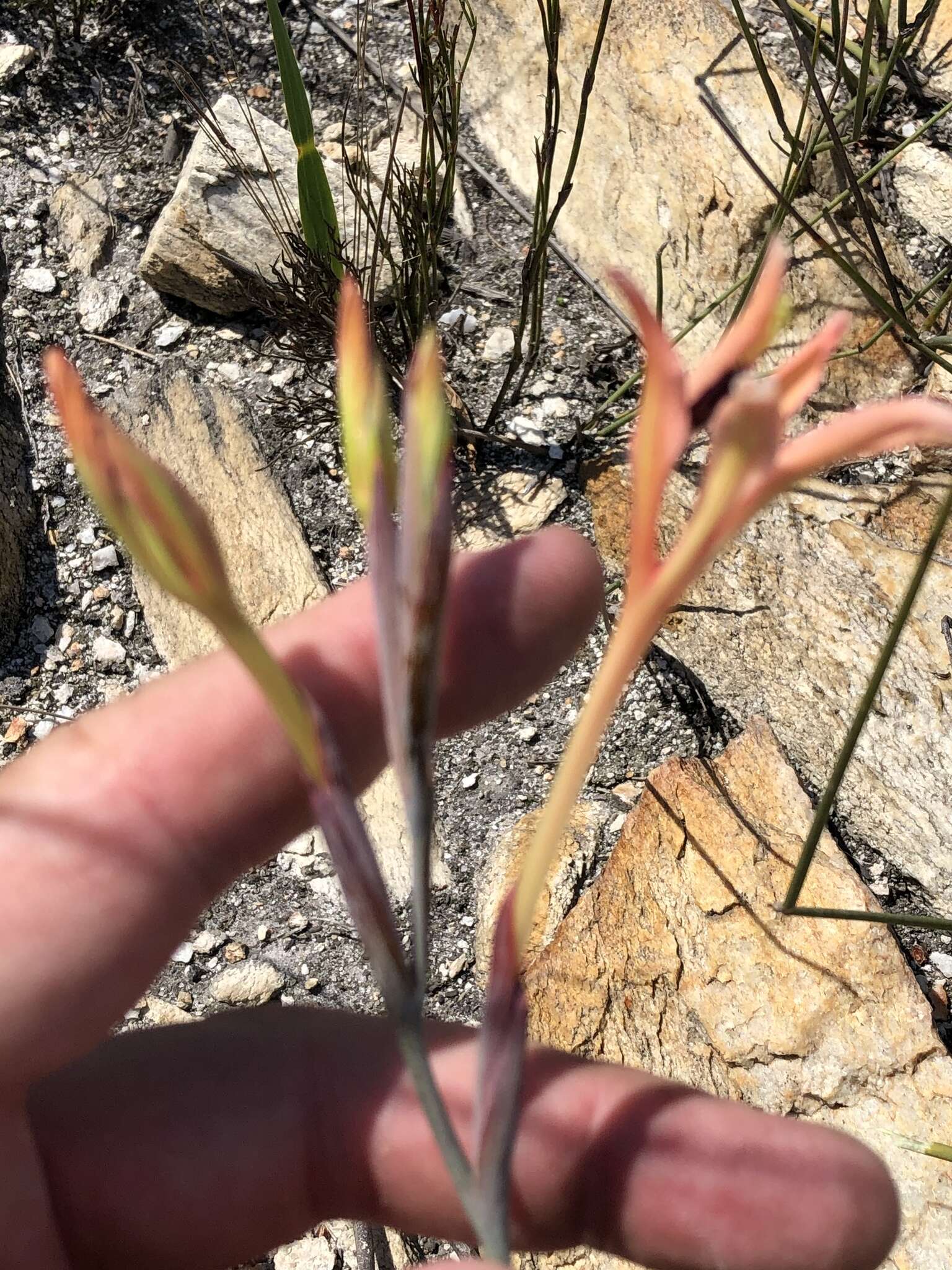 Image de Tritoniopsis revoluta (Burm. fil.) Goldblatt