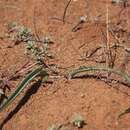 Image of Lachenalia glaucophylla W. F. Barker