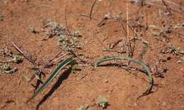 Image of Lachenalia glaucophylla W. F. Barker