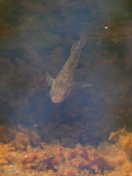 Image of Northern purplespotted gudgeon