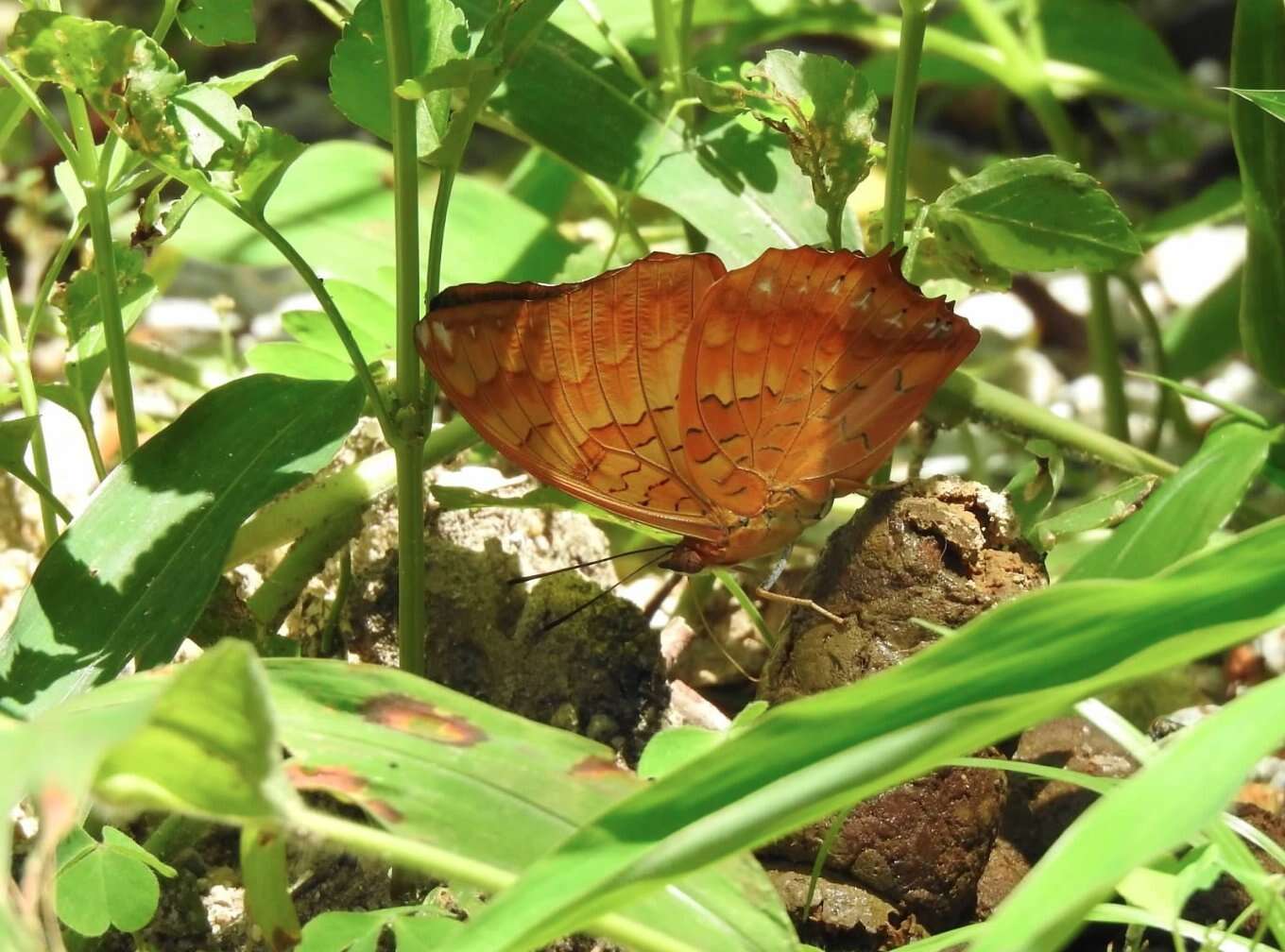 Image of Charaxes marmax Westwood 1848