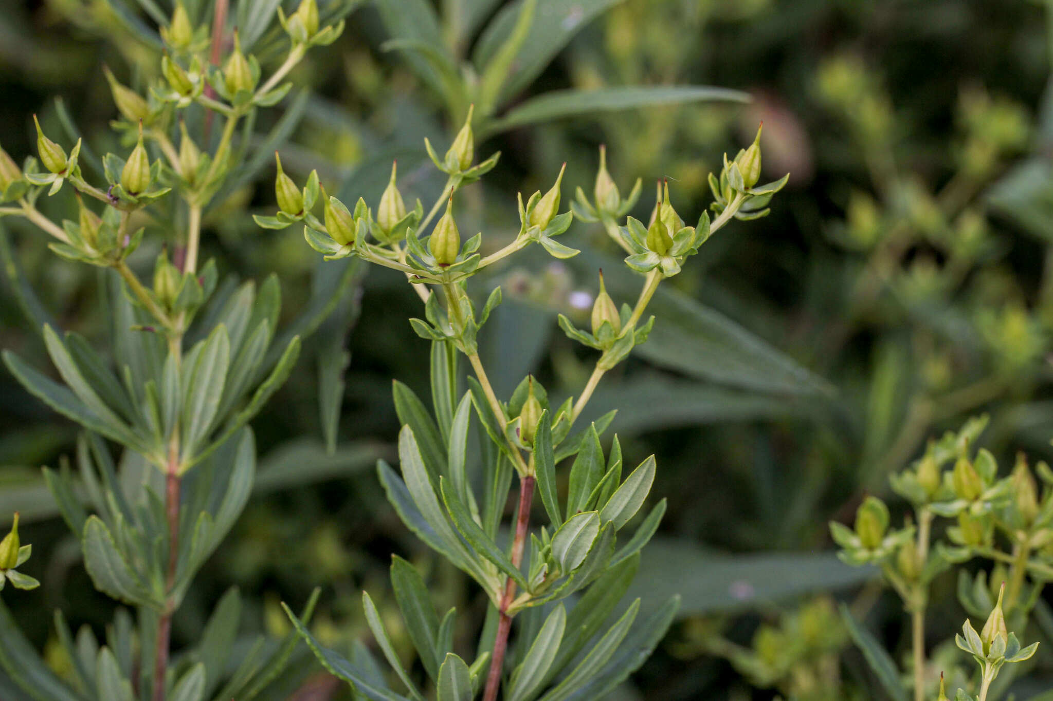 Sivun Hypericum swinkianum G. Wilh. & Rericha kuva