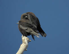 Image of Little Woodswallow