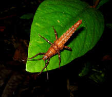 Image of Haaniella echinata (Redtenbacher 1906)