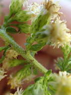 Image of white goldenrod