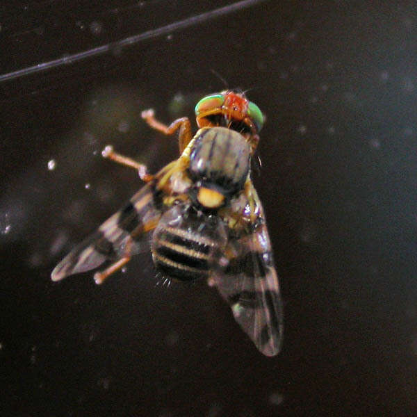 Image of cherry fruit fly